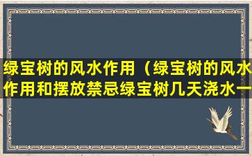 绿宝树的风水作用（绿宝树的风水作用和摆放禁忌绿宝树几天浇水一次）