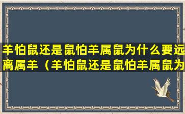 羊怕鼠还是鼠怕羊属鼠为什么要远离属羊（羊怕鼠还是鼠怕羊属鼠为什么要远离属羊的人）