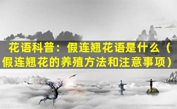 花语科普：假连翘花语是什么（假连翘花的养殖方法和注意事项）