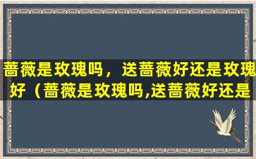 蔷薇是玫瑰吗，送蔷薇好还是玫瑰好（蔷薇是玫瑰吗,送蔷薇好还是玫瑰好一点）