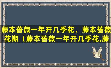 藤本蔷薇一年开几季花，藤本蔷薇花期（藤本蔷薇一年开几季花,藤本蔷薇花期）