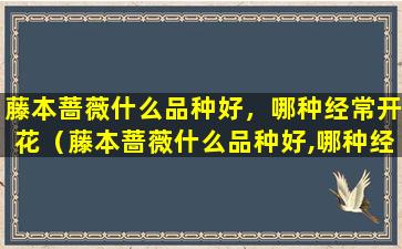 藤本蔷薇什么品种好，哪种经常开花（藤本蔷薇什么品种好,哪种经常开花结果）