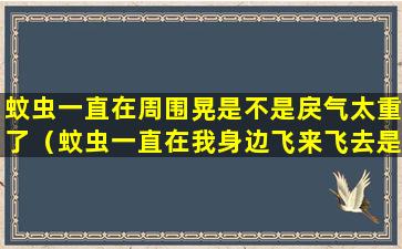 蚊虫一直在周围晃是不是戾气太重了（蚊虫一直在我身边飞来飞去是不是要死了）