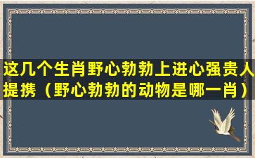 这几个生肖野心勃勃上进心强贵人提携（野心勃勃的动物是哪一肖）