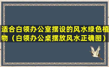 适合白领办公室摆设的风水绿色植物（白领办公桌摆放风水正确图）