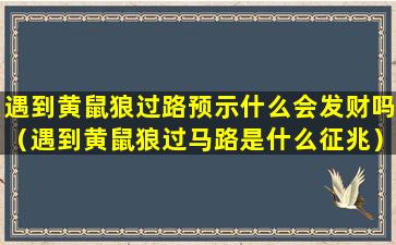 遇到黄鼠狼过路预示什么会发财吗（遇到黄鼠狼过马路是什么征兆）