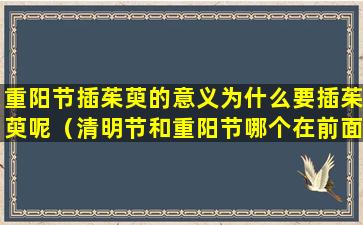 重阳节插茱萸的意义为什么要插茱萸呢（清明节和重阳节哪个在前面）