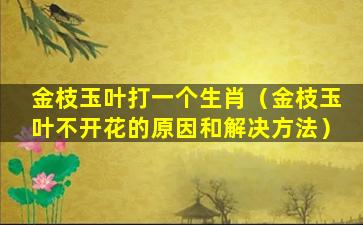 金枝玉叶打一个生肖（金枝玉叶不开花的原因和解决方法）