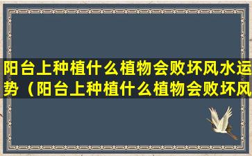 阳台上种植什么植物会败坏风水运势（阳台上种植什么植物会败坏风水运势和财运）