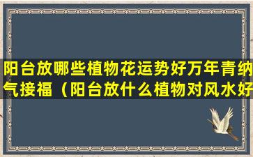 阳台放哪些植物花运势好万年青纳气接福（阳台放什么植物对风水好）