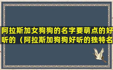 阿拉斯加女狗狗的名字要萌点的好听的（阿拉斯加狗狗好听的独特名字）