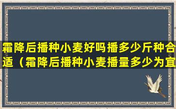 霜降后播种小麦好吗播多少斤种合适（霜降后播种小麦播量多少为宜）