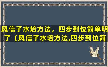 风信子水培方法，四步到位简单明了（风信子水培方法,四步到位简单明了）