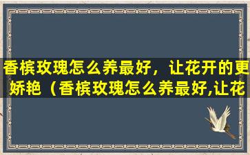 香槟玫瑰怎么养最好，让花开的更娇艳（香槟玫瑰怎么养最好,让花开的更娇艳一些）