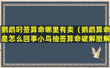 鹦鹉叼签算命哪里有卖（鹦鹉算命是怎么回事小鸟抽签算命破解图解）