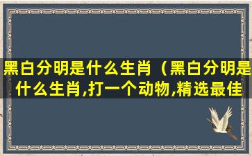 黑白分明是什么生肖（黑白分明是什么生肖,打一个动物,精选最佳落实）